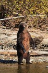 Grizzly bear standing on hind legs