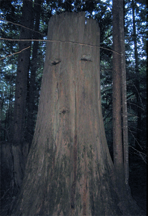 This old growth tree was cut down around the turn of the century. The lumberjacks put in steps to stand on while they sawed back and forth. These steps make the tree look very sad.