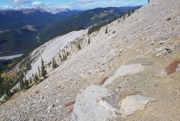 Forget Me Not Ridge 12