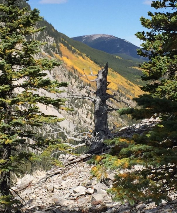 Forget Me Not Ridge 3