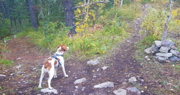 Forget Me Not Ridge 6