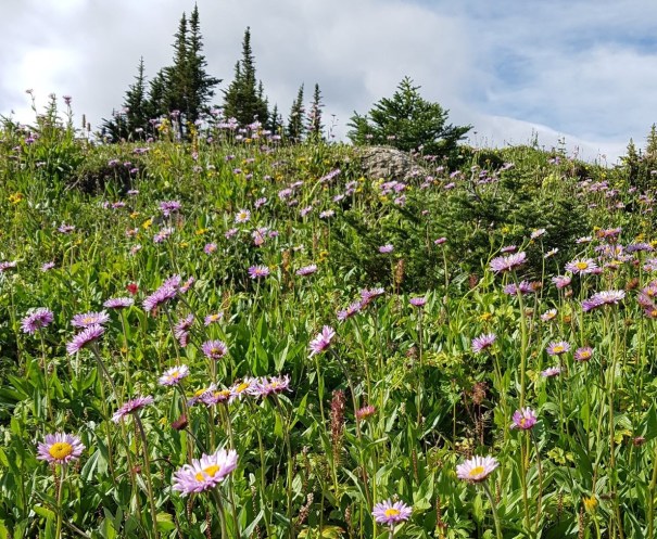 Skyline Trail 46.jpg