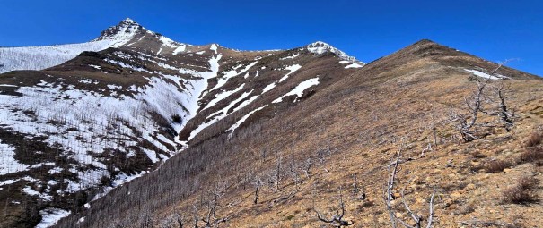 Mountain landscape featuring snow-capped peaks and a clear blue sky, with a foreground of barren land and dead trees.