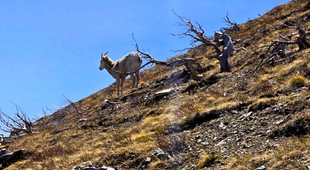 A female Rocky Mountain Sheep on a rocky slope with dried grass and sparse trees in Waterton National Park.