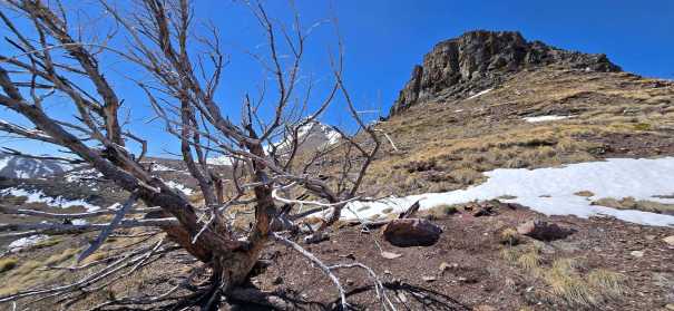 A barren landscape featuring a dry, leafless tree in the foreground with rocky terrain and a mountainous peak in the background, partially covered in snow under a clear blue sky.