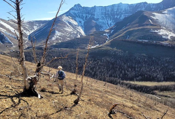 A hiker with trekking poles walking through a mountainous landscape featuring snow-capped peaks and a valley with burnt trees.
