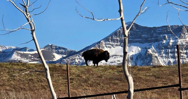 A bison stands in a grassy field with snow-capped mountains in the background, framed by bare tree branches.