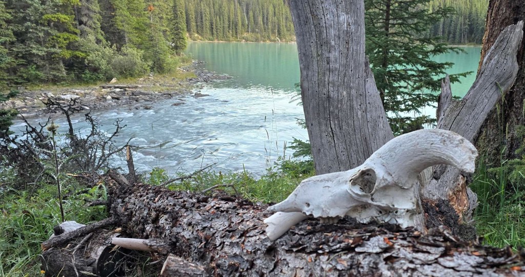 A close-up view of a weathered animal skull resting on a log in front of a serene lake surrounded by lush green forests.