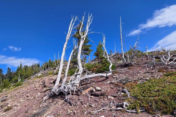 A rocky hillside featuring several white, dead trees with a bright blue sky and scattered clouds in the background.