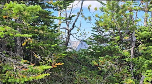 A view through dense green trees, showcasing a distant mountain landscape under a bright sky.