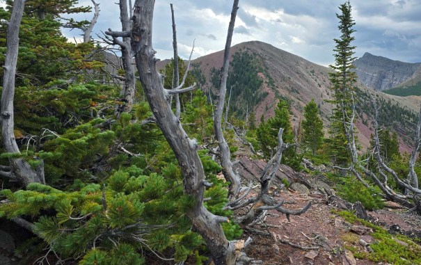 Scenic view of a mountainous landscape featuring a mix of green coniferous trees and weathered, bare tree branches, with rugged hills and a moody sky in the background.