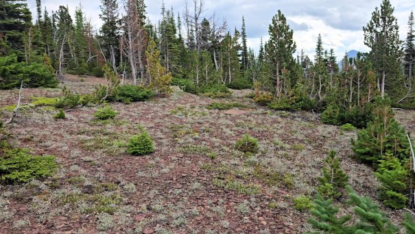 A rocky, rugged landscape featuring scattered patches of grass and small coniferous trees, surrounded by taller trees and cloudy skies.