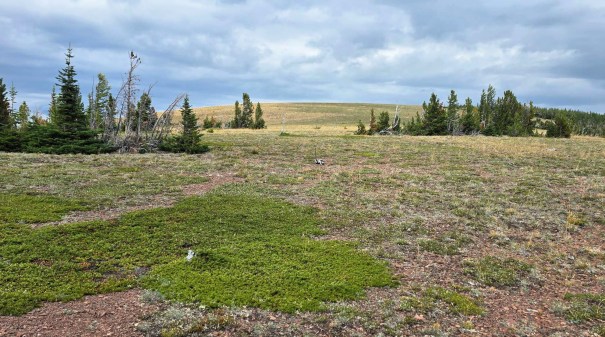 A wide-open landscape featuring green vegetation and scattered trees under a cloudy sky.