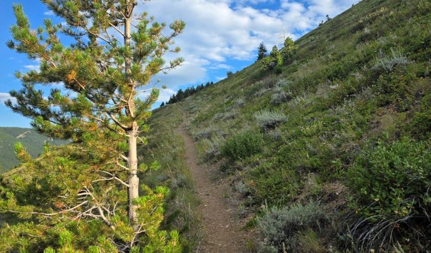 A narrow dirt path winding through a green hillside with sparse vegetation and a lone tree on the left.