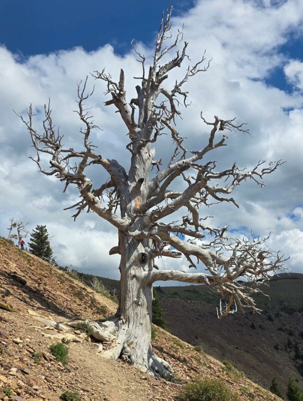 A weathered, leafless tree with twisted branches situated on a sloped landscape, under a partly cloudy sky.