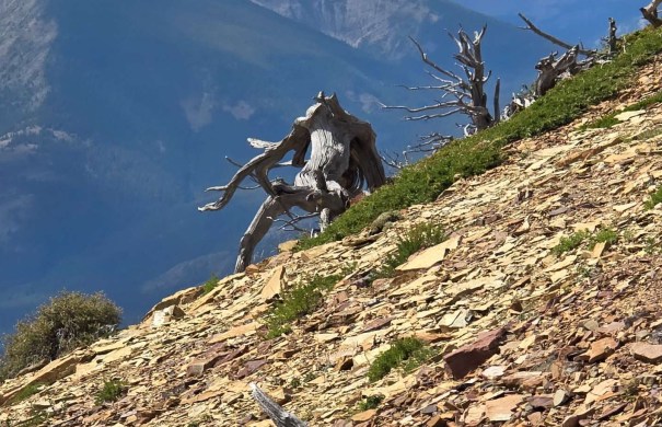 A weathered tree trunk with twisted branches on a sloping rocky terrain, surrounded by sparse greenery and distant mountains under a blue sky.