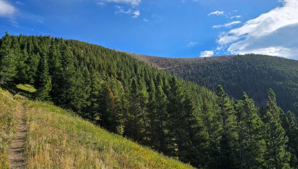 A scenic view of a lush green hillside covered with dense pine trees under a bright blue sky with scattered clouds.