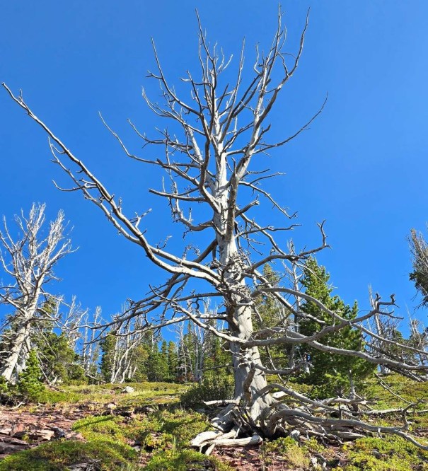 A bare, dead tree with twisted branches against a bright blue sky, surrounded by green coniferous trees on a sloped terrain.